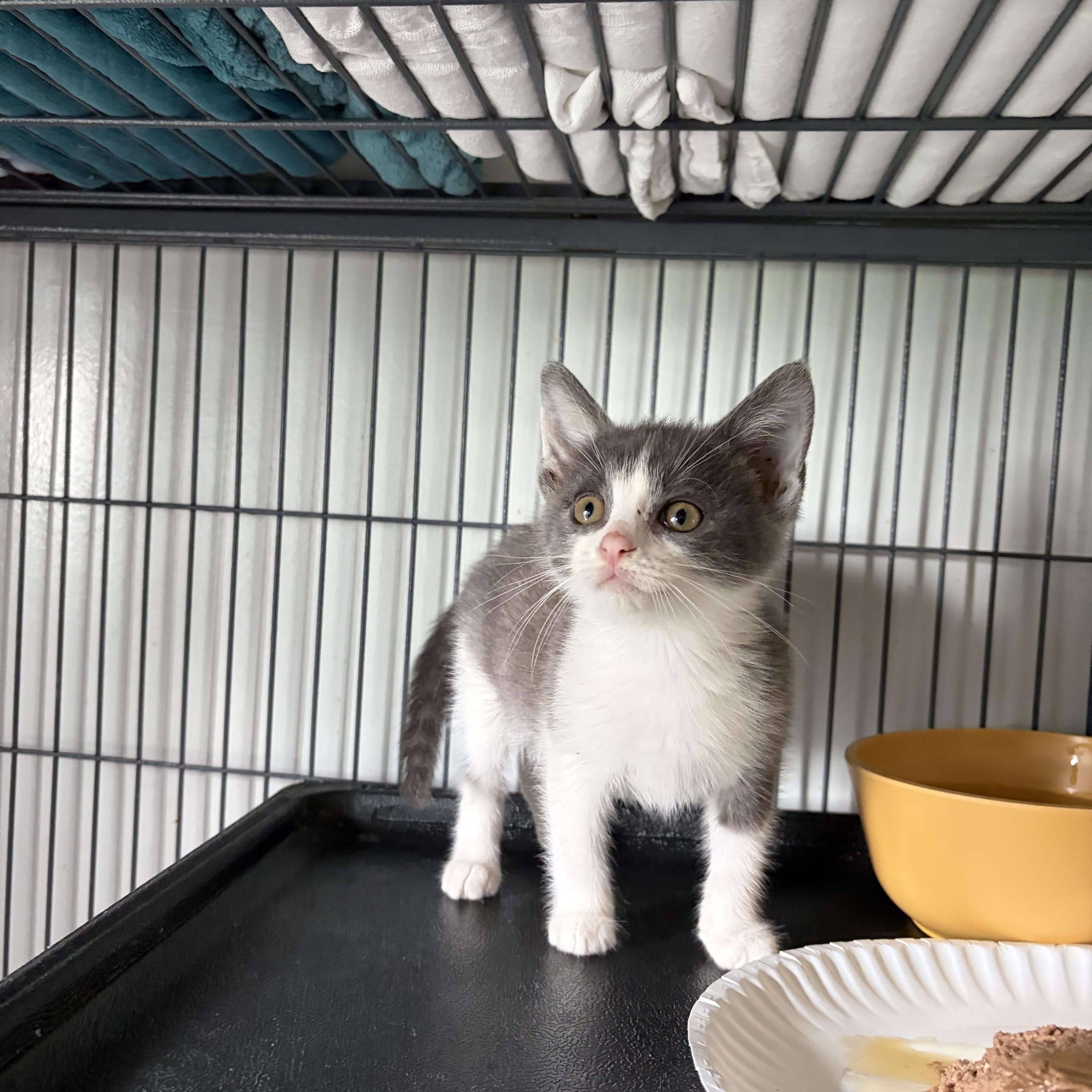 Enlarge Egg, a ADOPTABLE Domestic Short Hair in Muncie, IN image 5/5