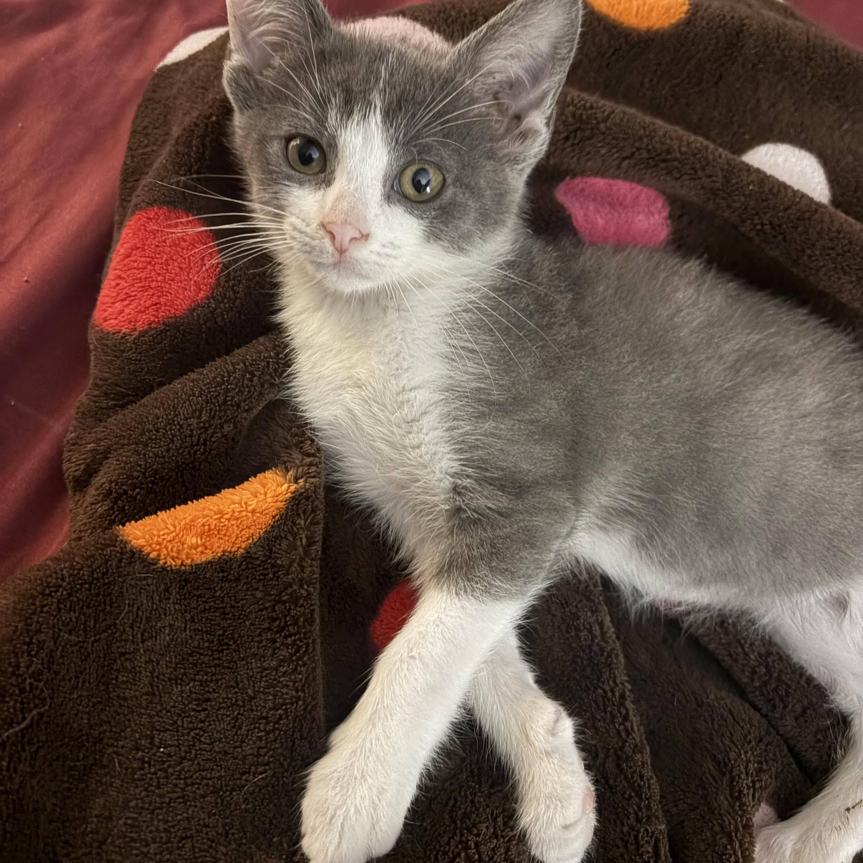 Enlarge Egg, a ADOPTABLE Domestic Short Hair in Muncie, IN image 4/5
