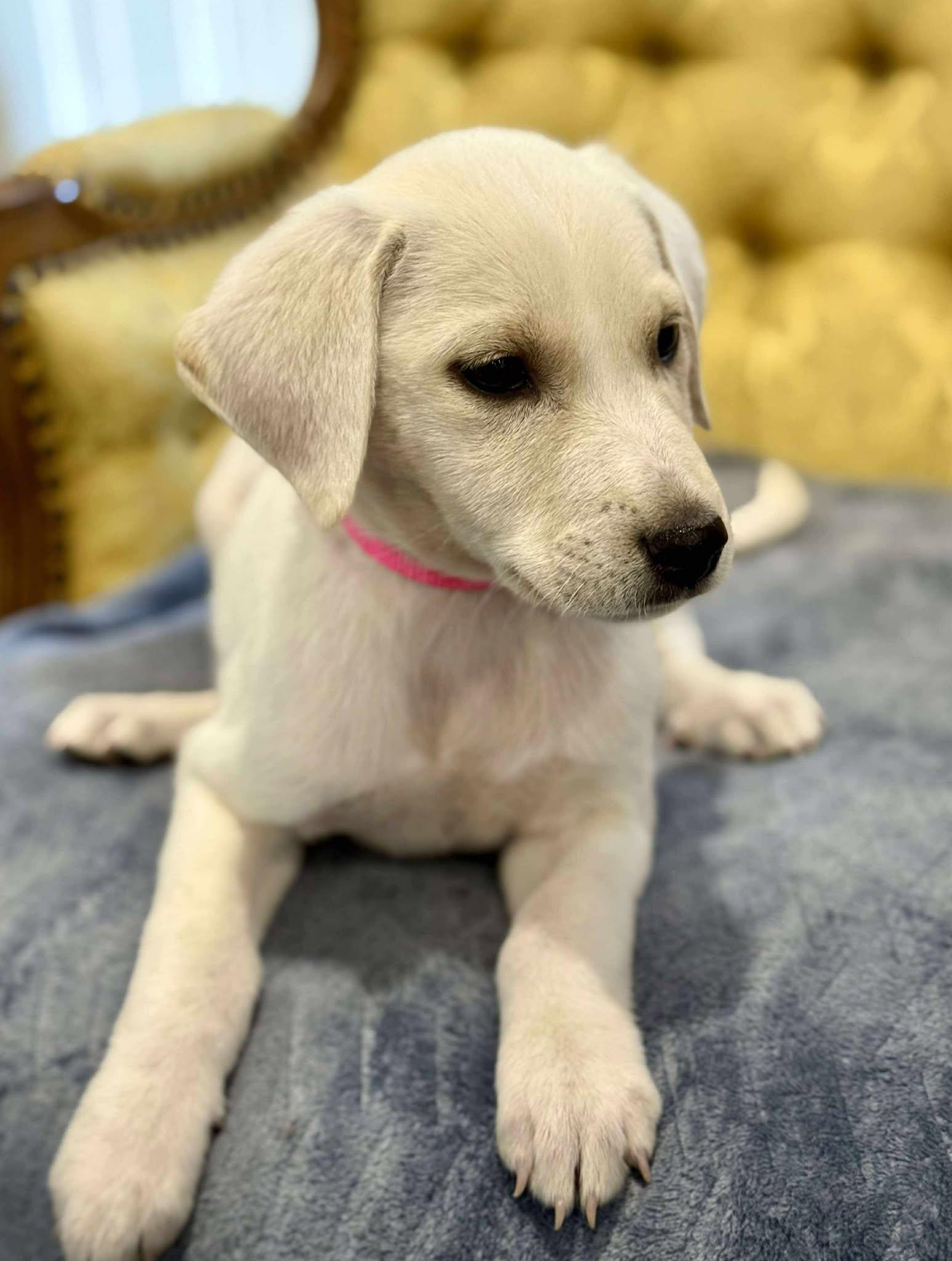 Kitty, a Adoptable mixed breed in Kiowa, OK image 1/6