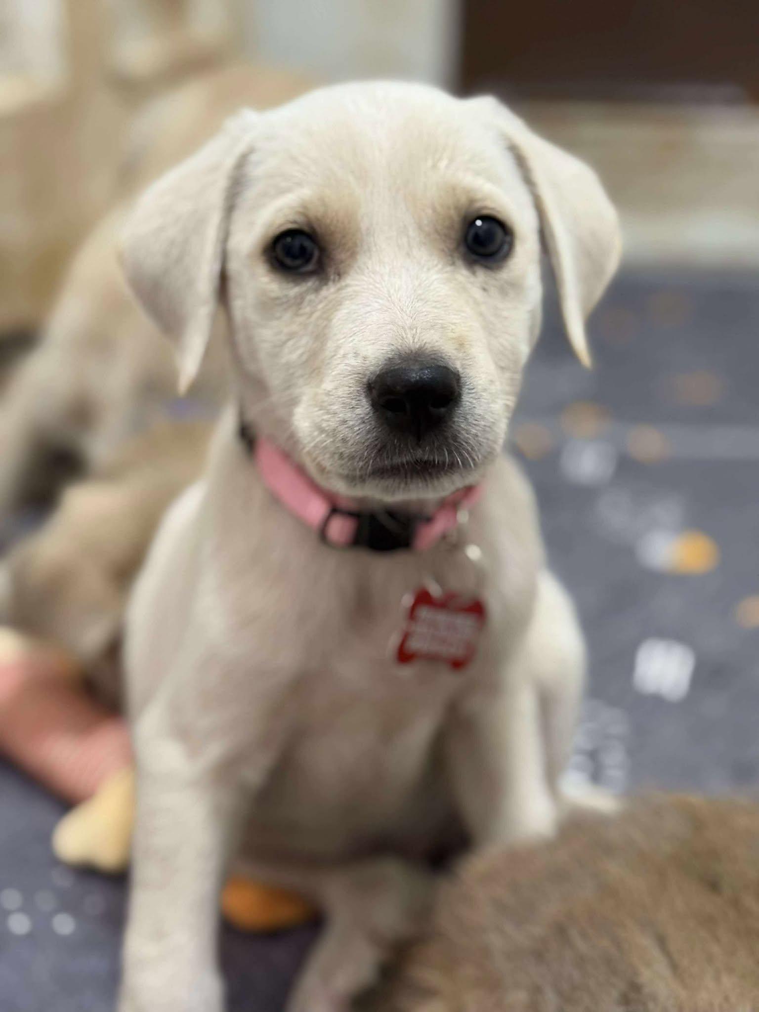 Kitty, a Adoptable mixed breed in Kiowa, OK image 5/6