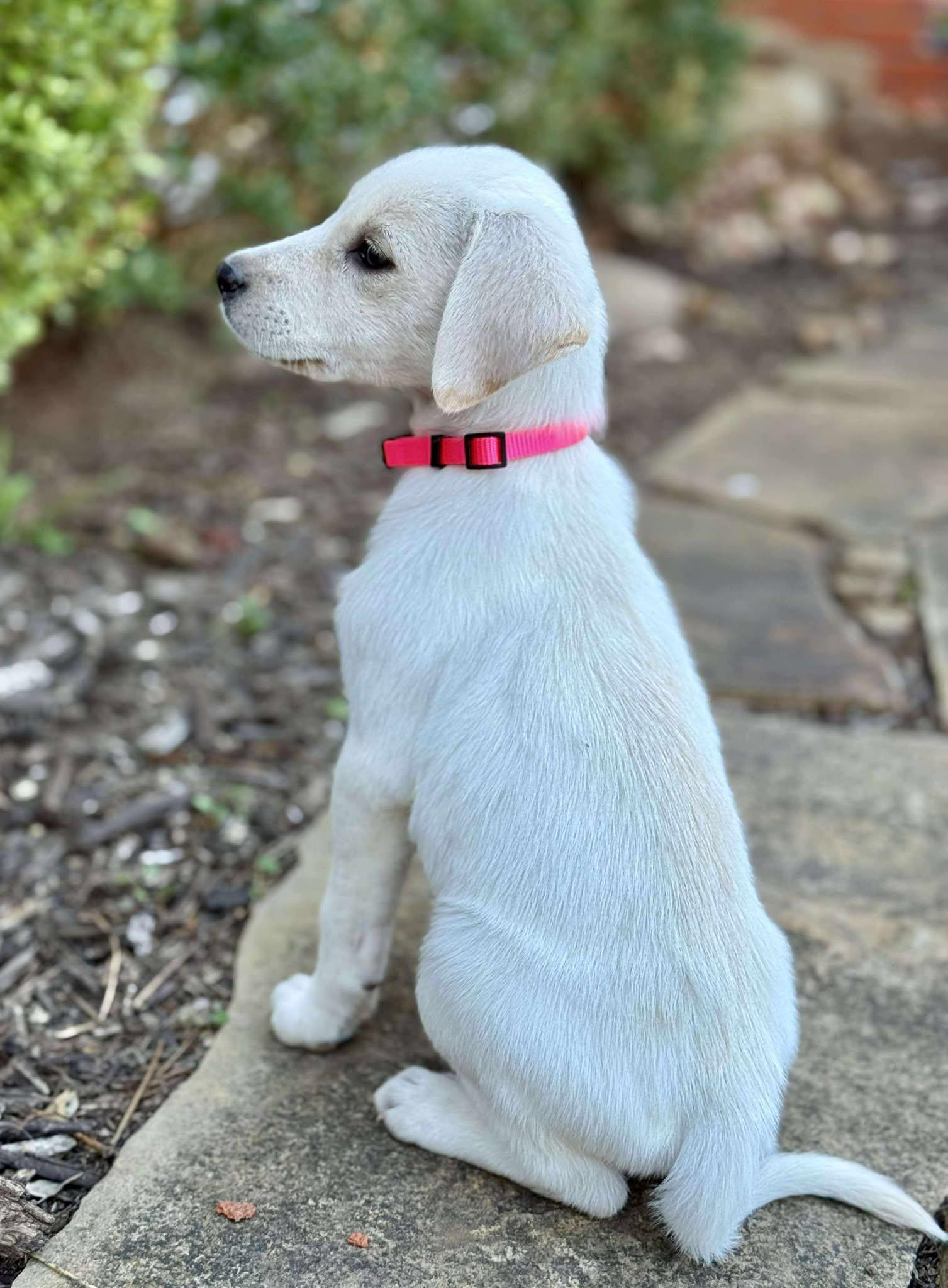 Kitty, a Adoptable mixed breed in Kiowa, OK image 6/6