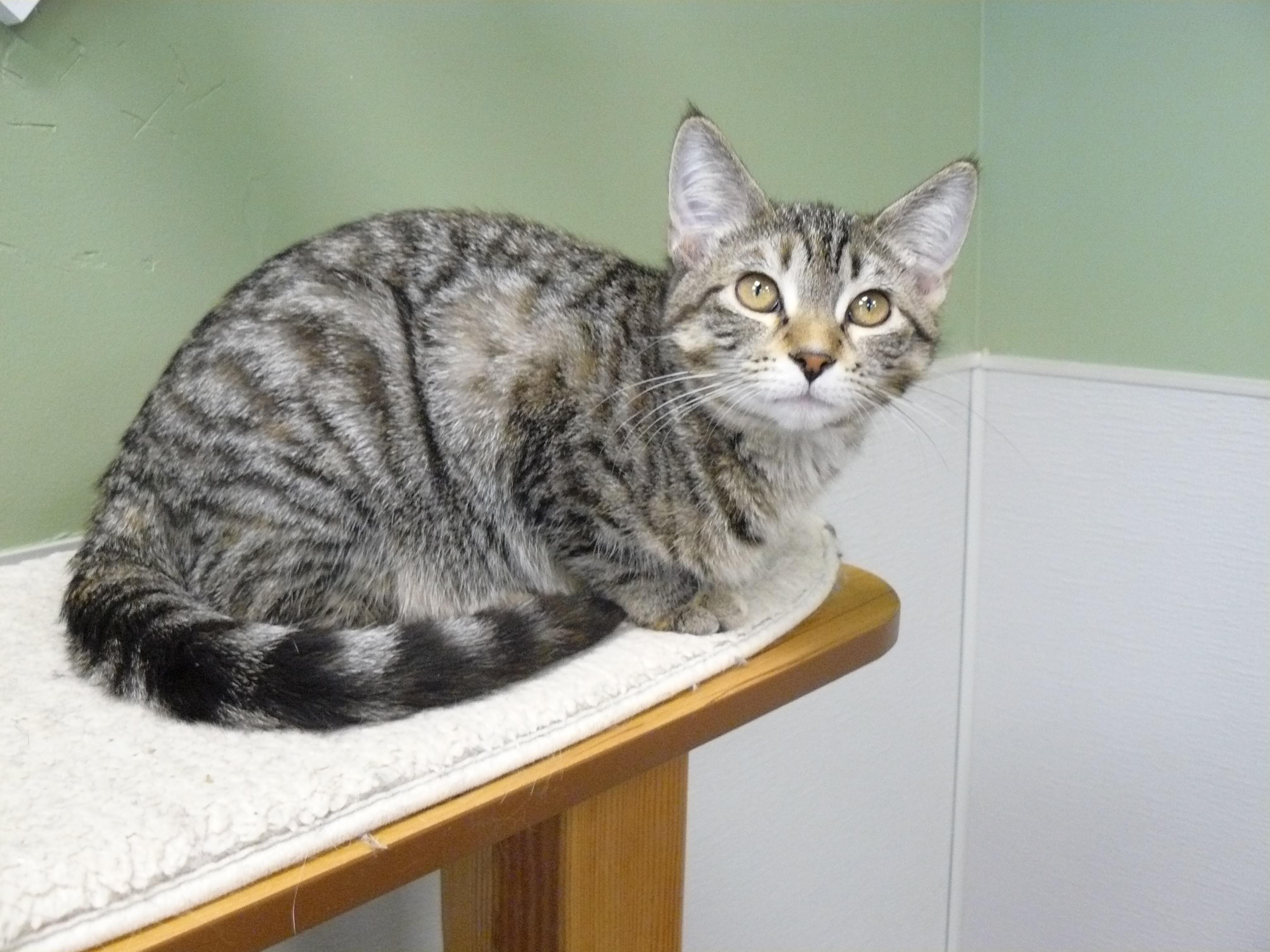 Enlarge Lottie, a ADOPTABLE Domestic Short Hair in Jefferson, IA image 2/2