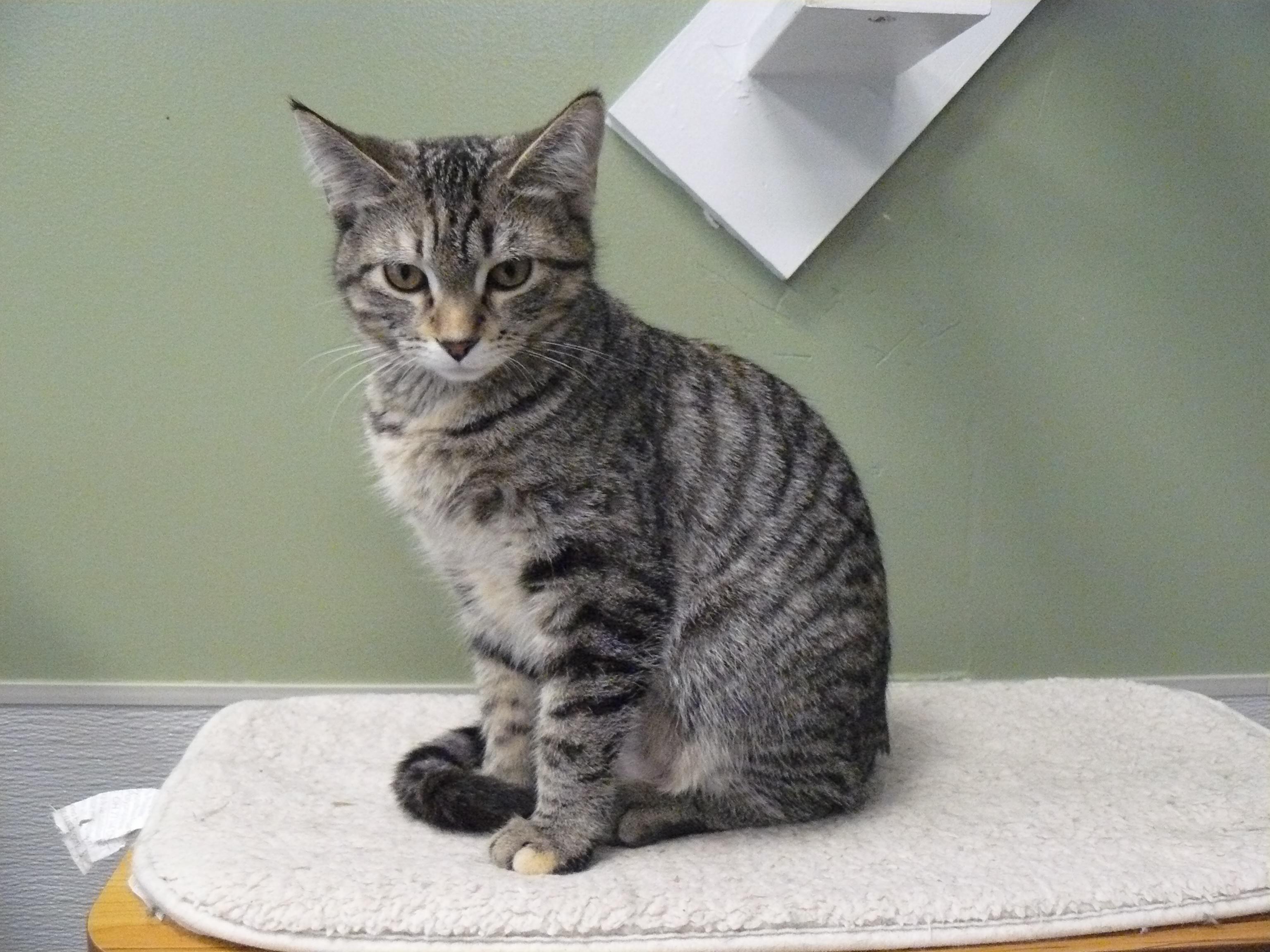 Lottie, ADOPTABLE, Young Female Domestic Short Hair.
