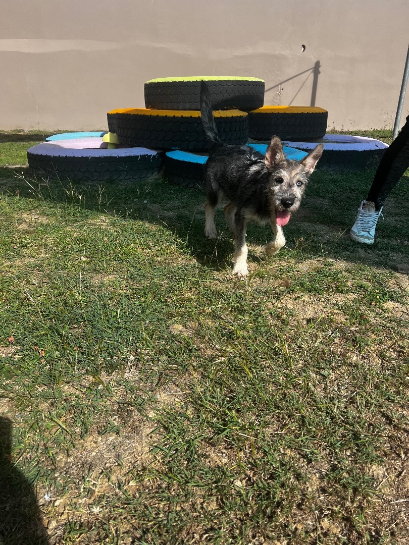 Enlarge Zsu zsu, a Adopted mixed breed in Humacao, PR image 1/5