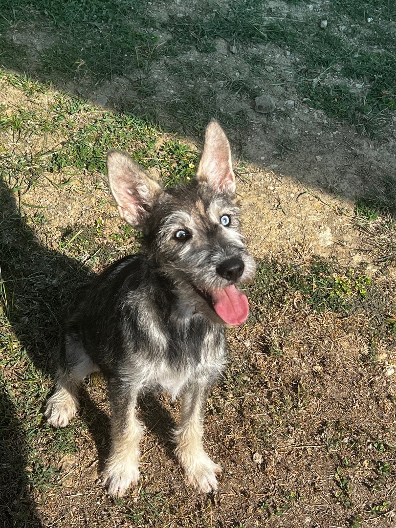 Enlarge Zsu zsu, a Adopted mixed breed in Humacao, PR image 2/5