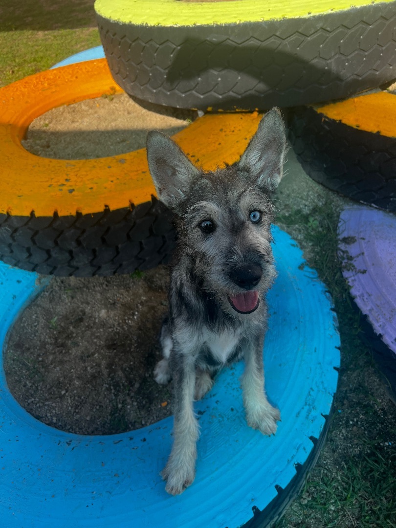 Enlarge Zsu zsu, a Adopted mixed breed in Humacao, PR image 3/5