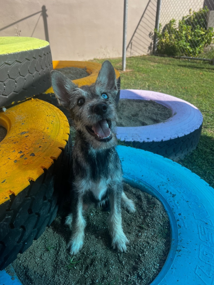 Enlarge Zsu zsu, a Adopted mixed breed in Humacao, PR image 4/5