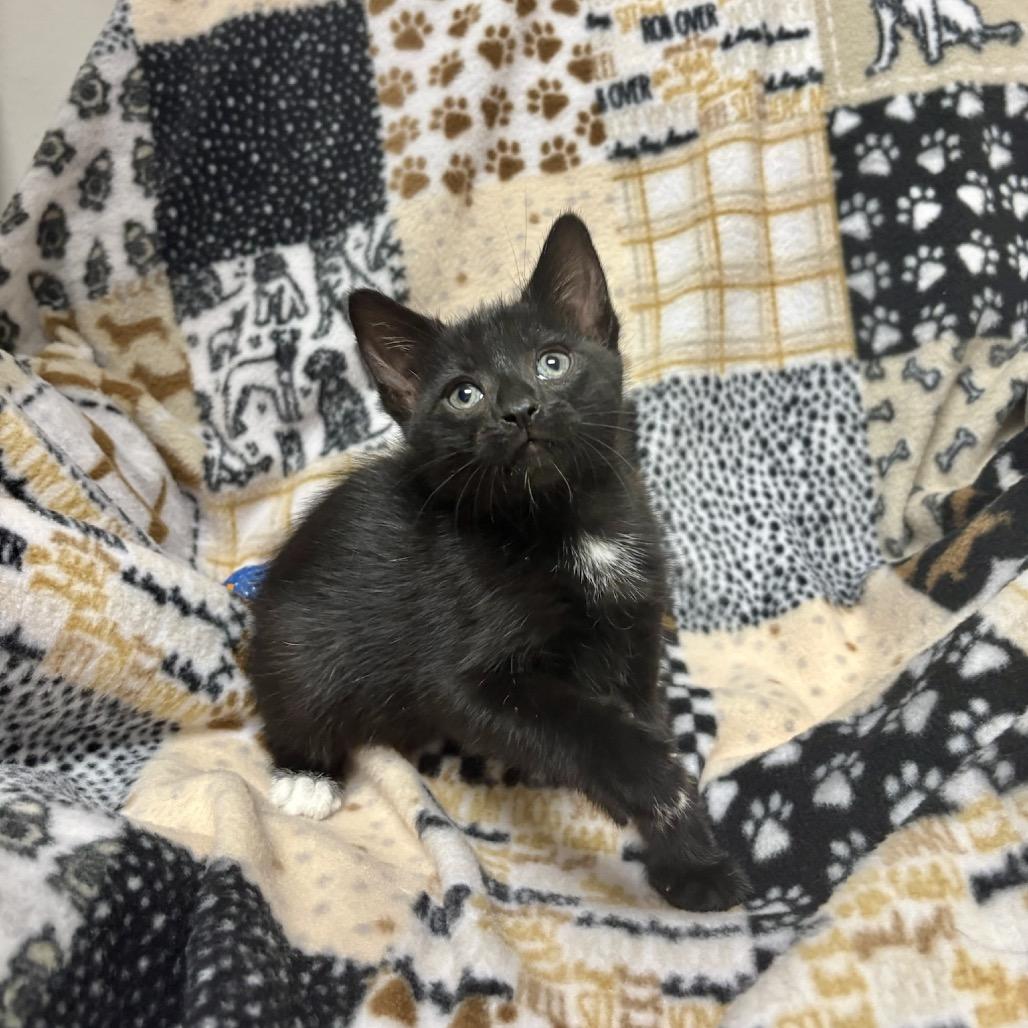 Enlarge Salad, a Adoptable mixed breed in Fort Collins, CO image 1/3