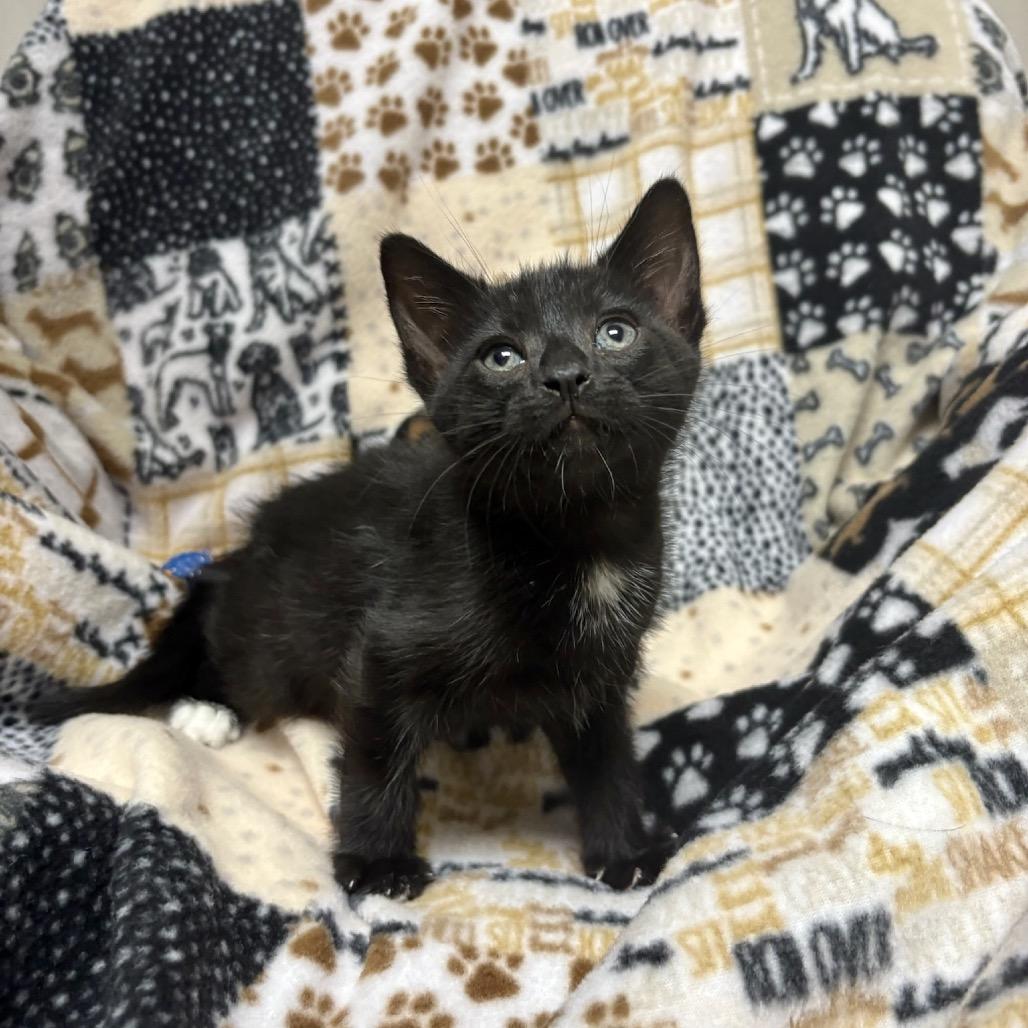 Enlarge Salad, a Adoptable mixed breed in Fort Collins, CO image 2/3