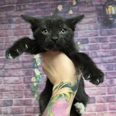 Salad, Adoptable, Kitten Female Domestic Short Hair & Domestic Short Hair.