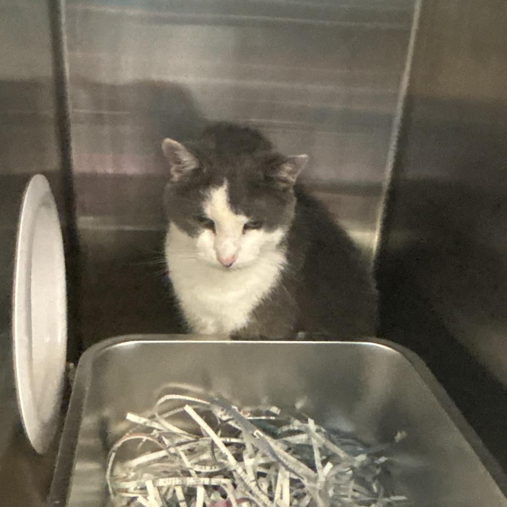 Howie, Adoptable, Senior Male Domestic Short Hair.