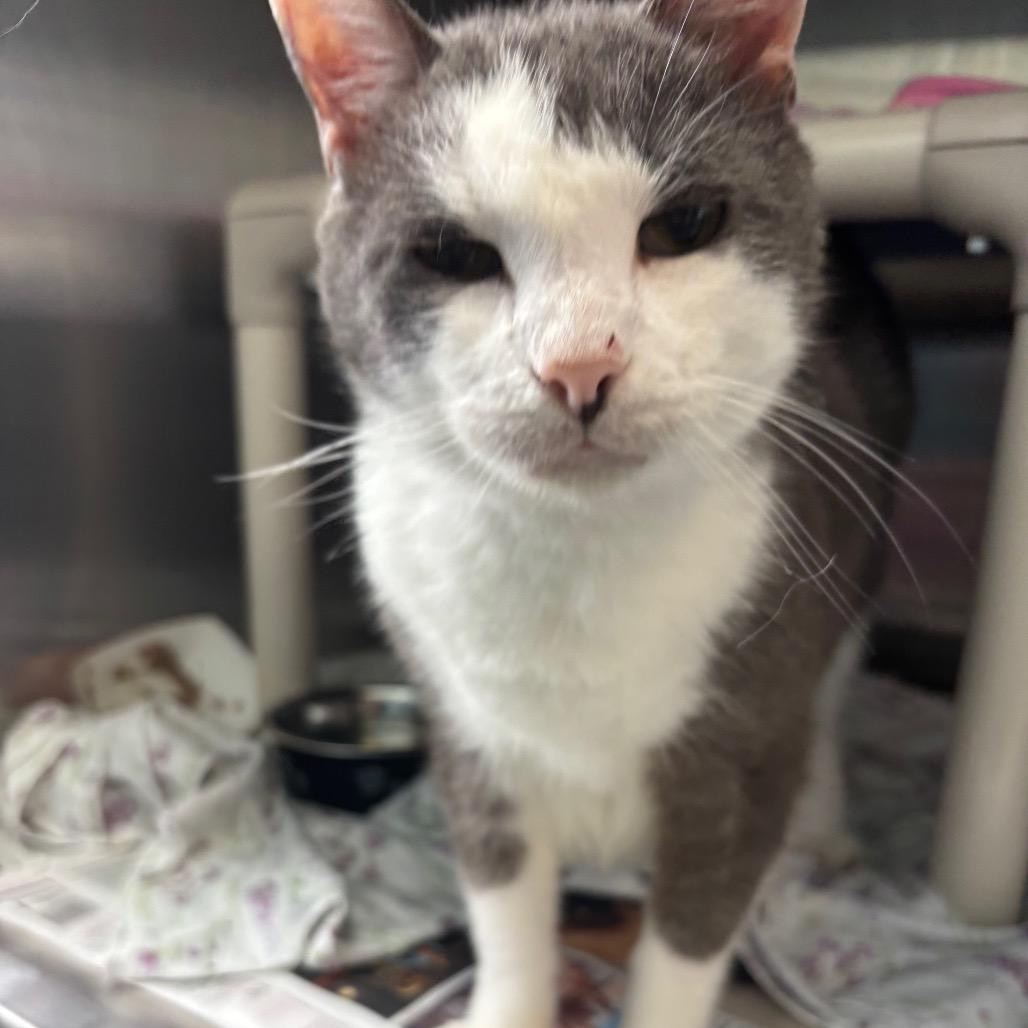 Enlarge Howie, a Adoptable Domestic Short Hair in Philadelphia, PA image 2/2