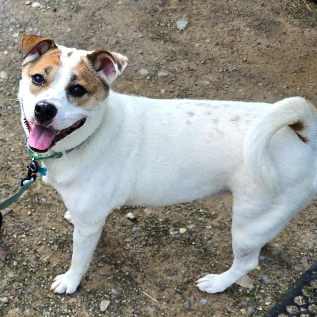 Sally Sue, Adoptable, Adult Female Mixed Breed.