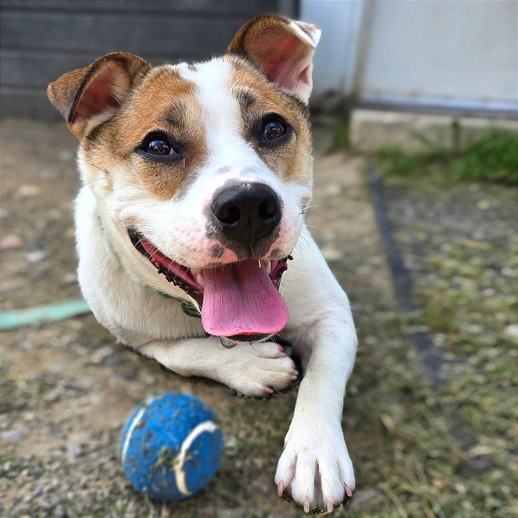 Enlarge Sally Sue, a Adoptable Mixed Breed in Owosso, MI image 2/6