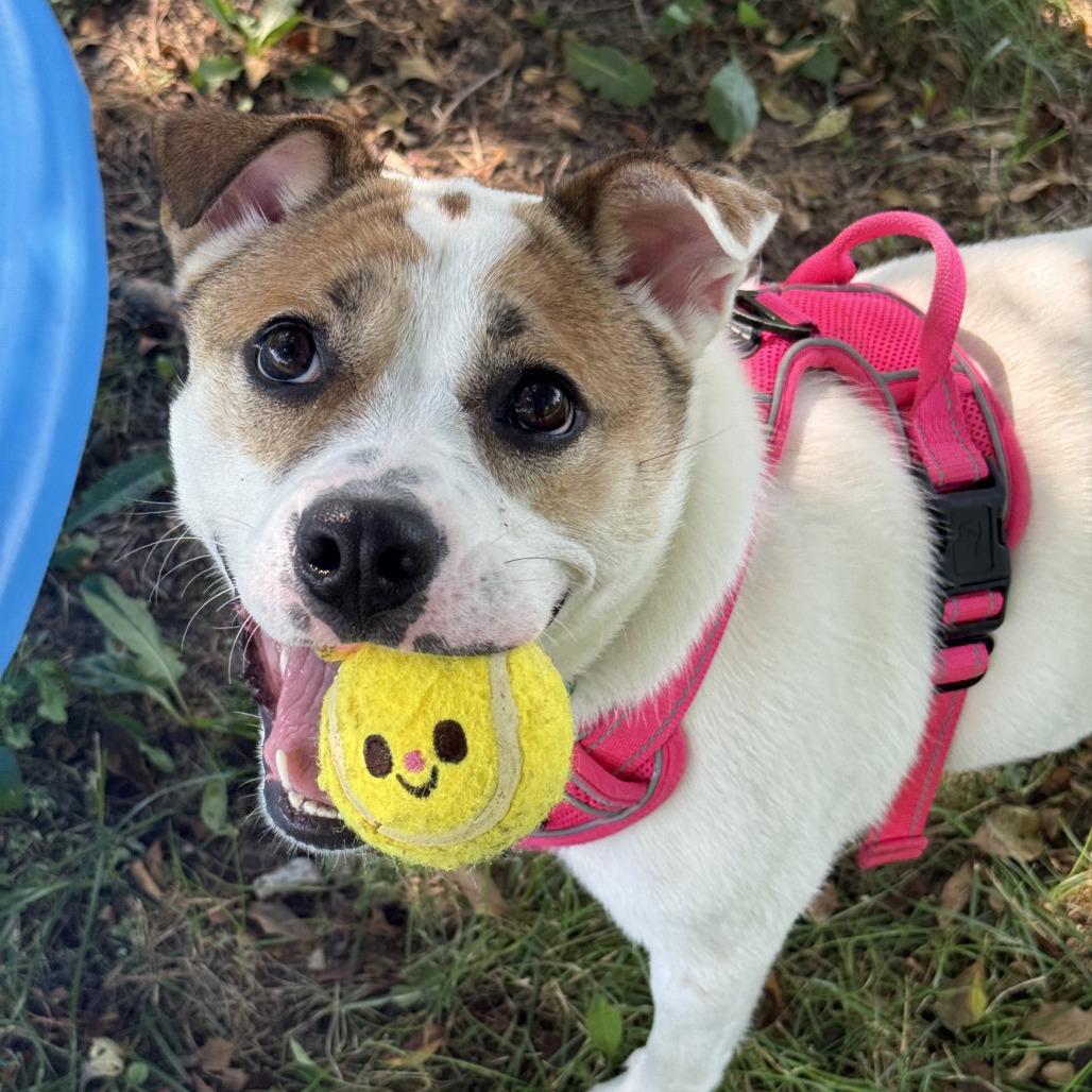 Enlarge Sally Sue, a Adoptable Mixed Breed in Owosso, MI image 4/6