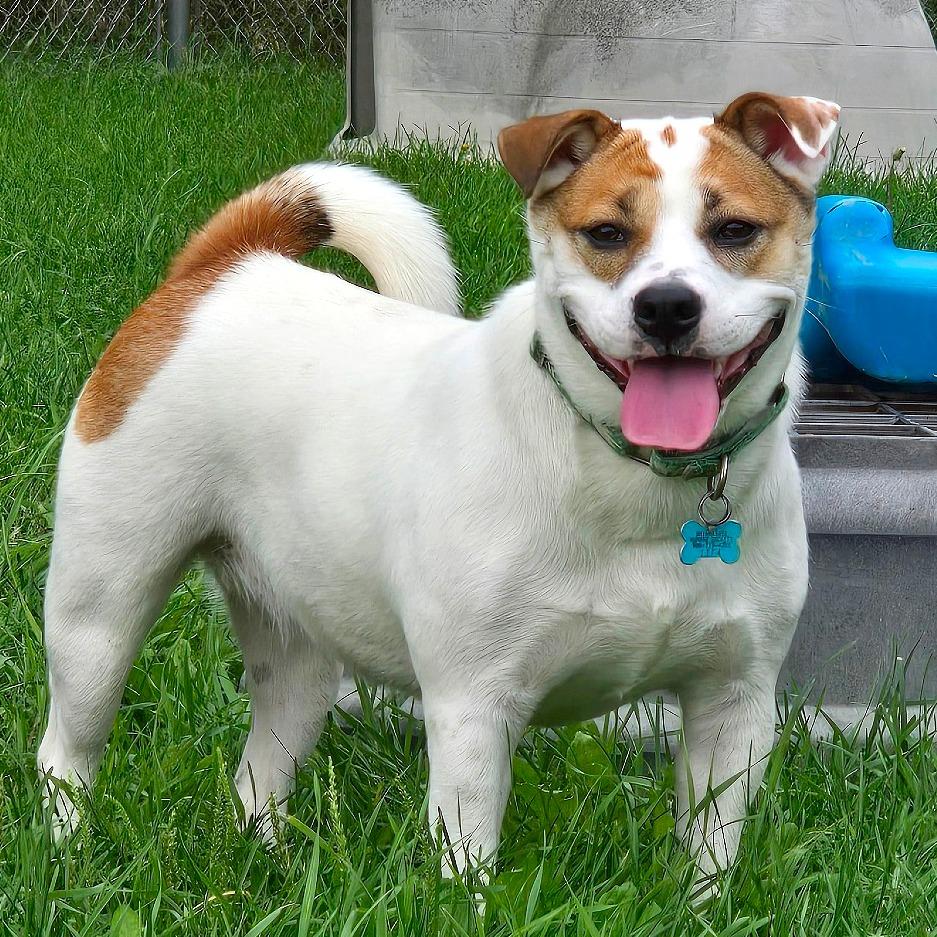 Enlarge Sally Sue, a Adoptable Mixed Breed in Owosso, MI image 5/6