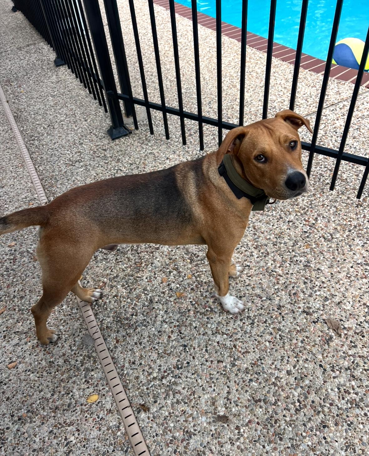 Enlarge Buddy, an adopted mixed breed in Indianapolis , IN image 4/4