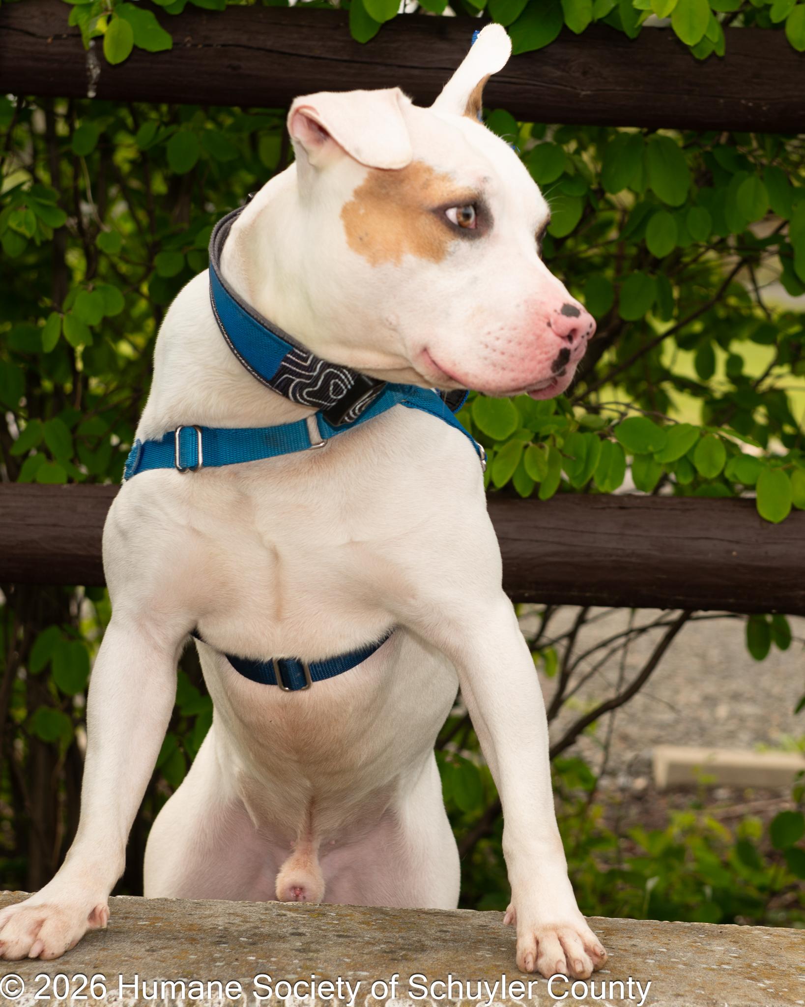 Cowboy, a ADOPTABLE mixed breed in Montour Falls, NY image 2/3