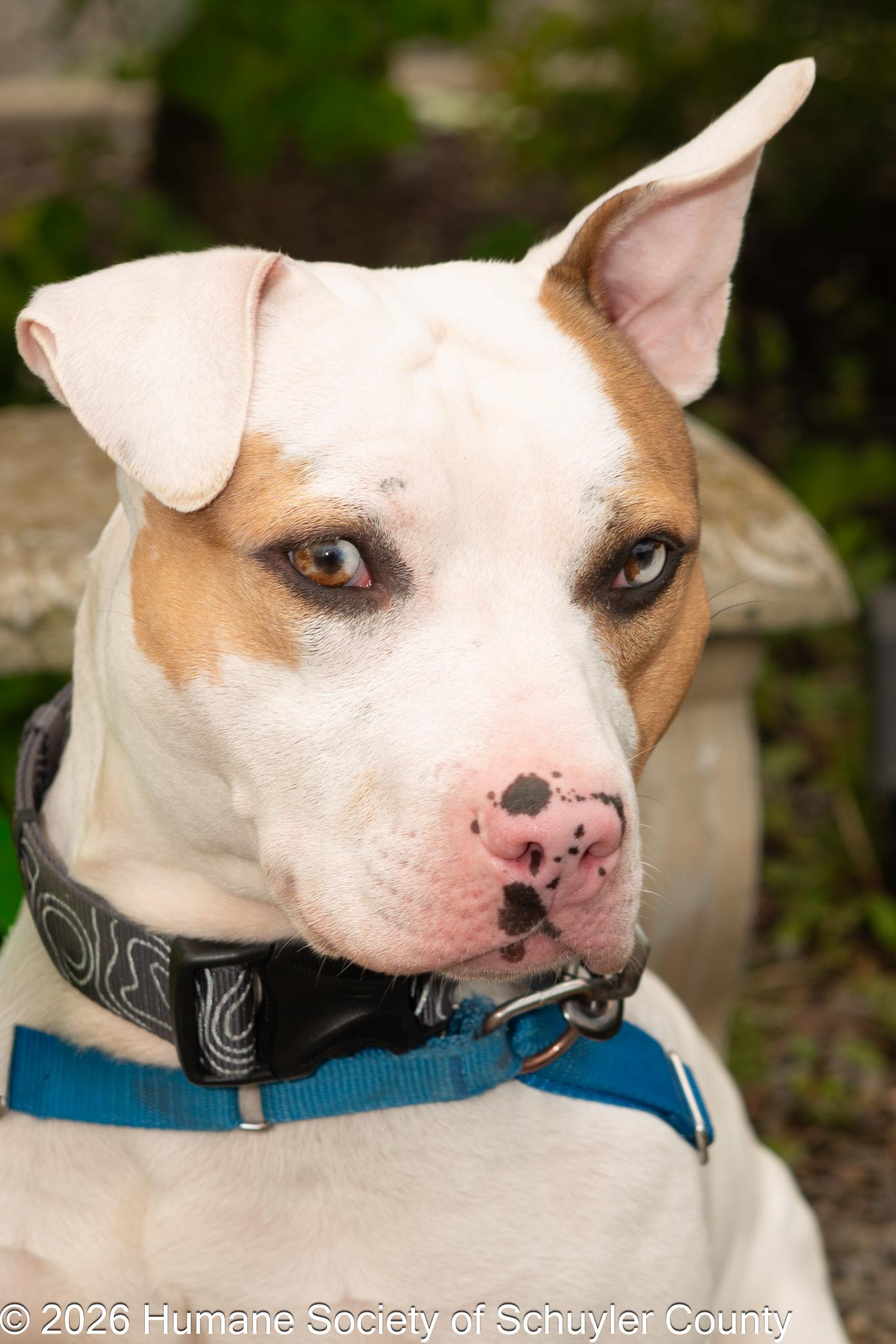 Cowboy, a ADOPTABLE mixed breed in Montour Falls, NY image 1/3