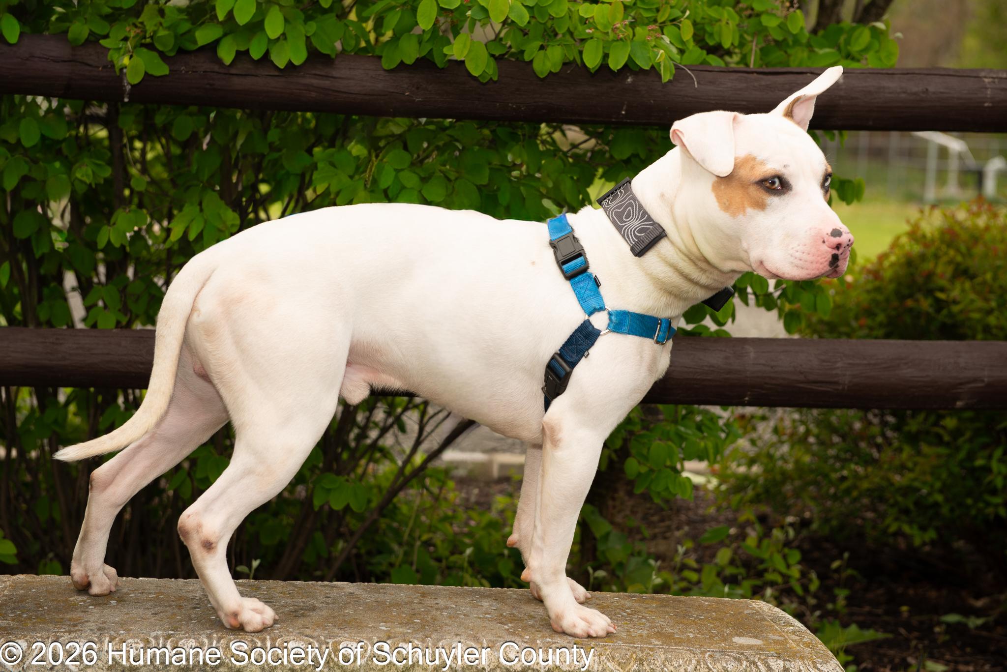 Cowboy, a ADOPTABLE mixed breed in Montour Falls, NY image 3/3