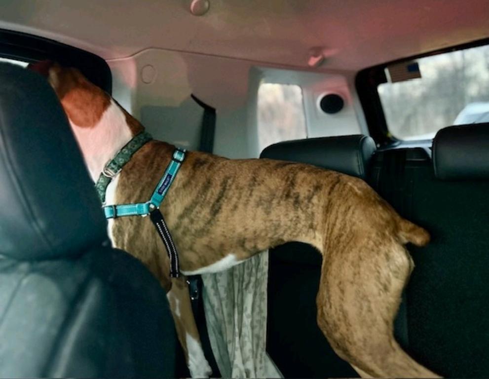 Thin Lizzy-boxer, a ADOPTABLE Boxer in Hamburg, NY image 4/5