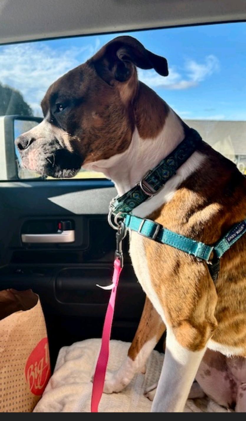 Thin Lizzy-boxer, ADOPTABLE, Puppy Female Boxer.