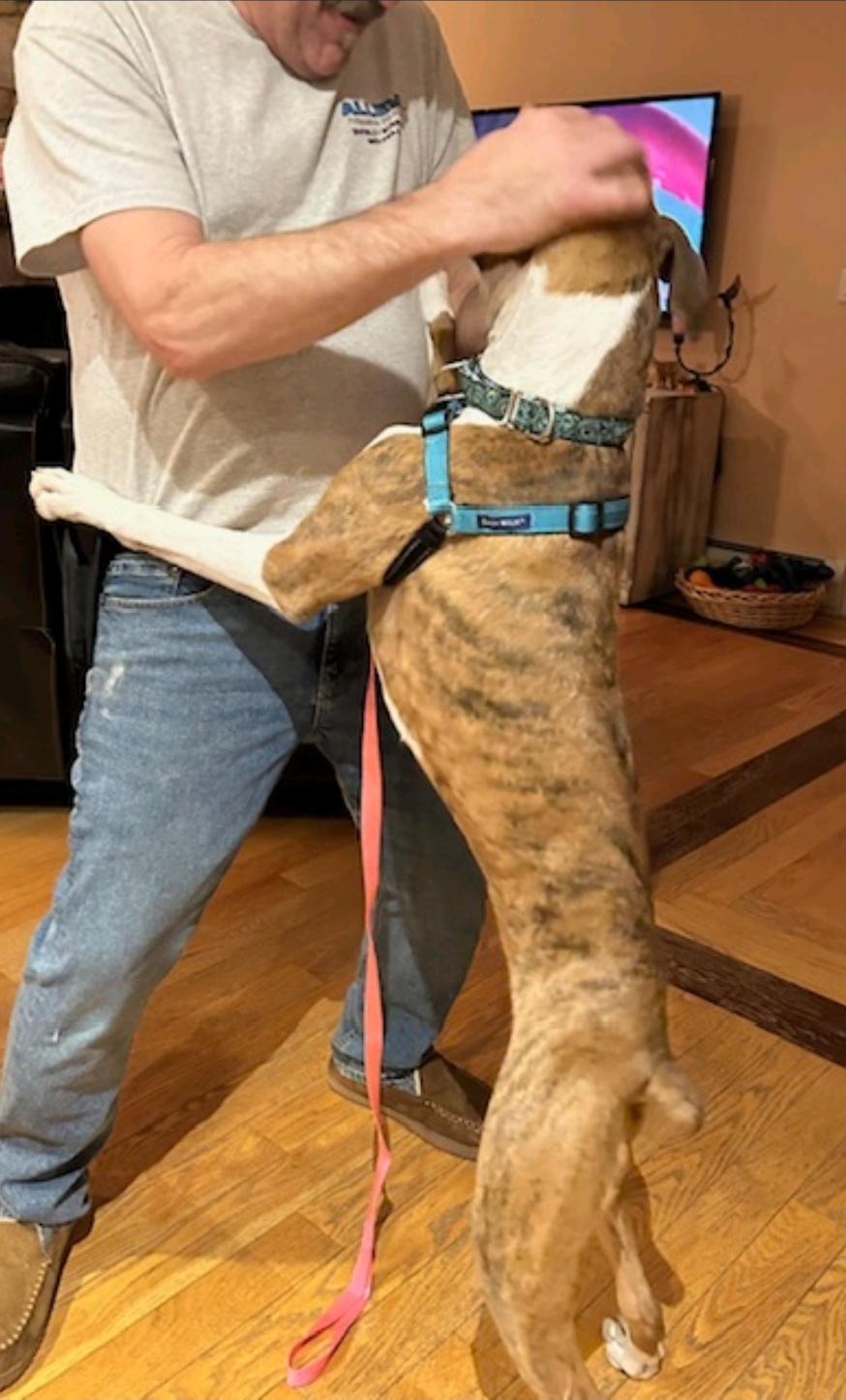 Thin Lizzy-boxer, a ADOPTABLE Boxer in Hamburg, NY image 3/5