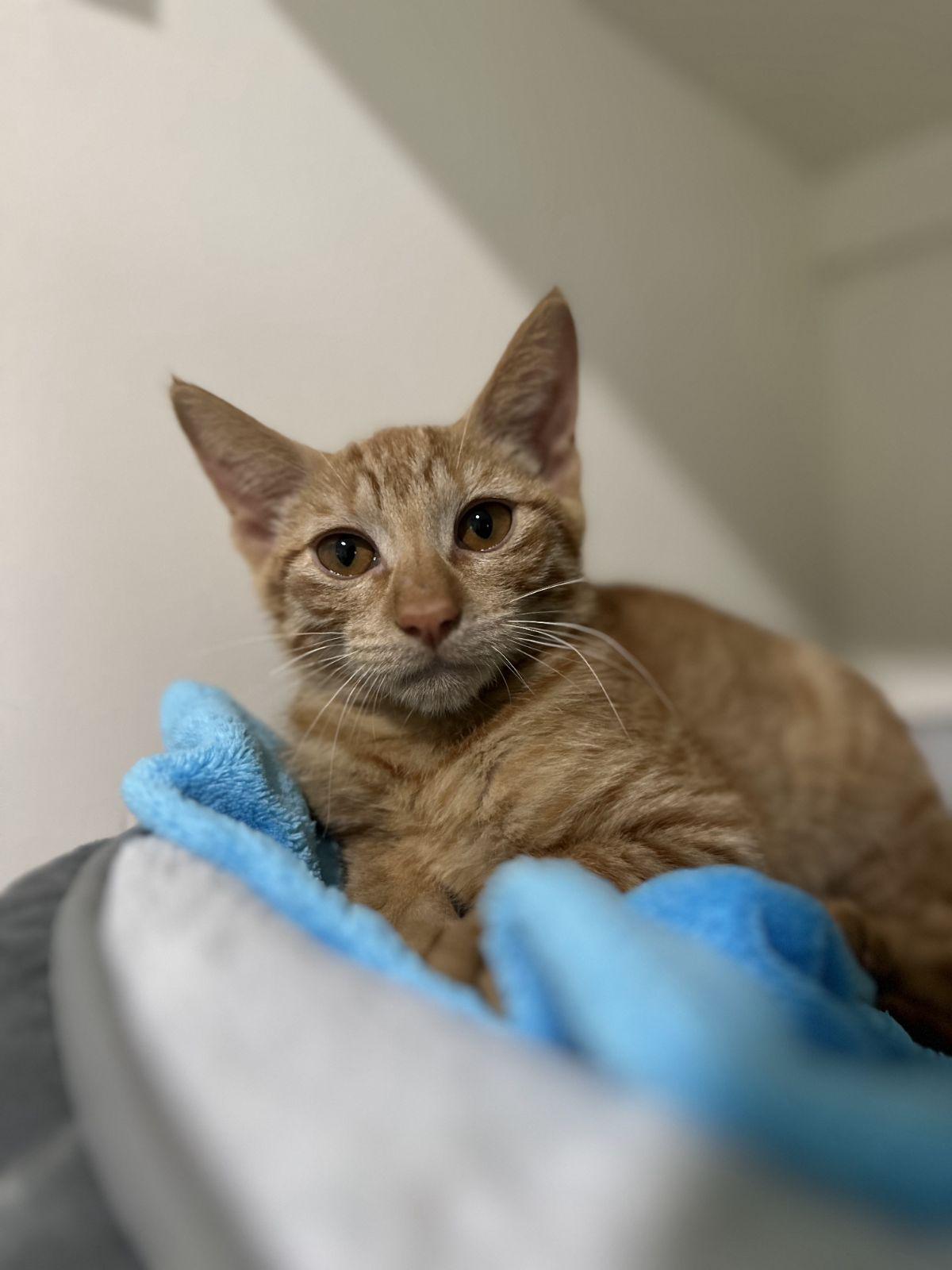 Enlarge Chip, a Adoptable Domestic Short Hair in San Leon, TX image 1/3