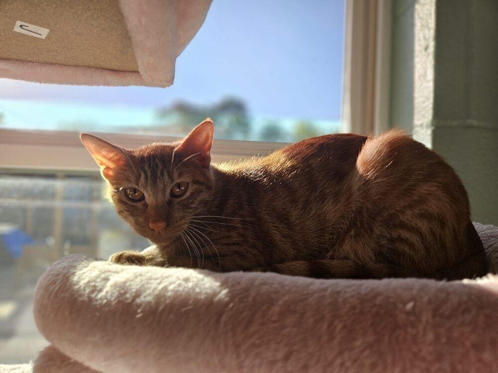 Enlarge Chip, a Adoptable Domestic Short Hair in San Leon, TX image 2/3