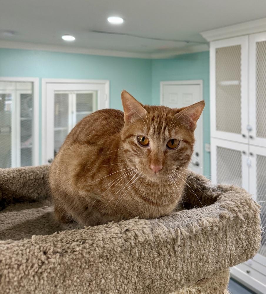 Enlarge Chip, a Adoptable Domestic Short Hair in San Leon, TX image 4/6