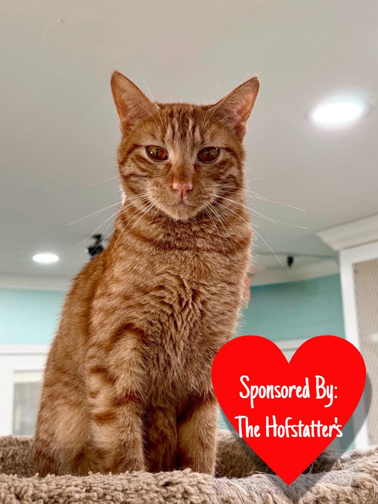 Enlarge Chip, a Adoptable Domestic Short Hair in San Leon, TX image 5/6