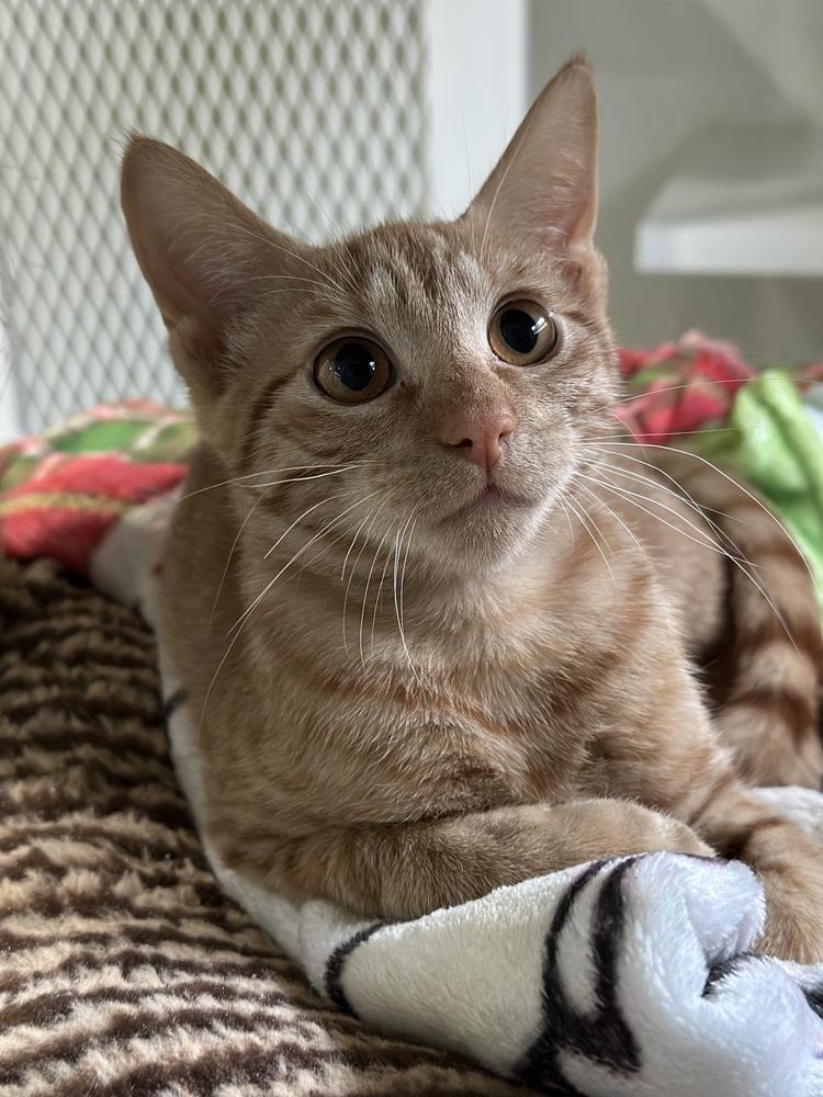 Enlarge Chip, a Adoptable Domestic Short Hair in San Leon, TX image 3/3