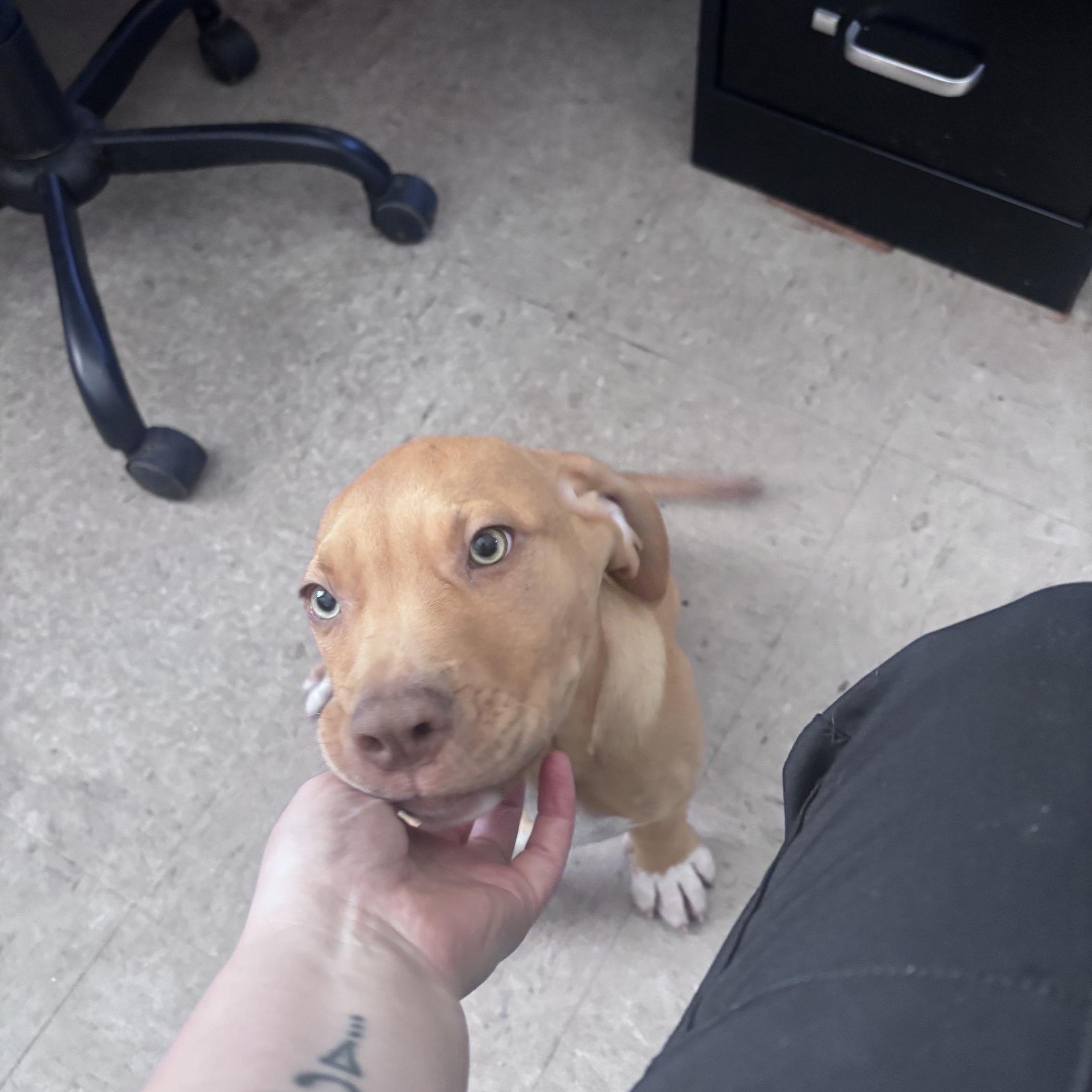 Crackle, adopted, Puppy Male Labrador Retriever.