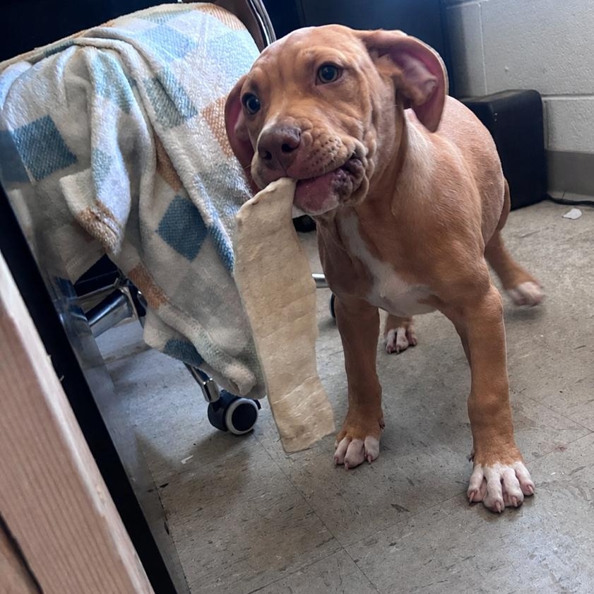 Enlarge Crackle, an adopted mixed breed in Marion, NC image 3/4