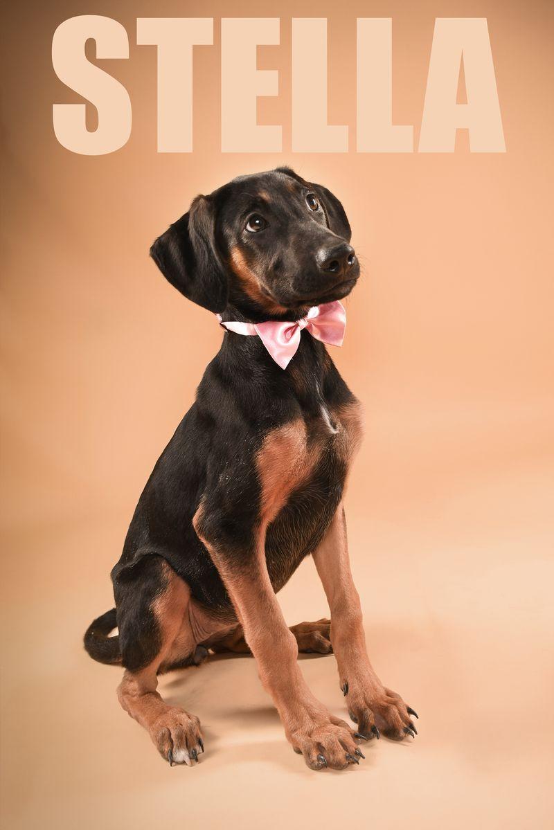 Stella, a Adoptable Doberman Pinscher in Buffalo, MN image 1/3