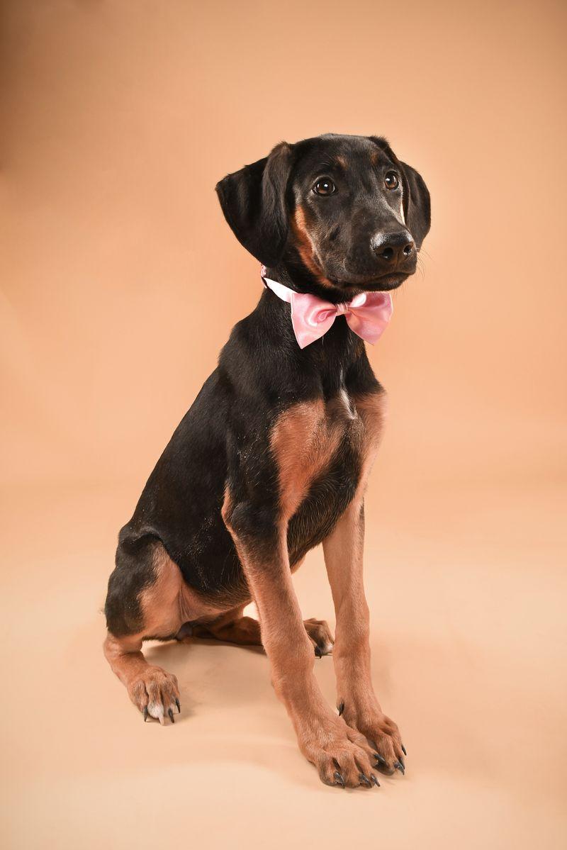 Stella, a Adoptable Doberman Pinscher in Buffalo, MN image 2/3