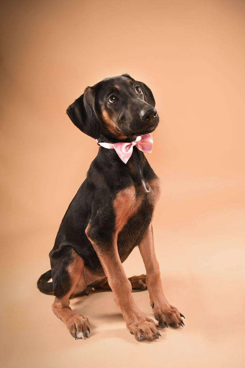 Stella, Adopted, Puppy Female Doberman Pinscher.