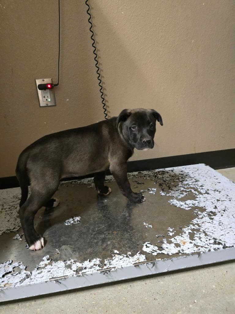 Enlarge Piper, a Adoptable Labrador Retriever in Huntsville, TX image 1/1