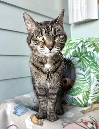 Enlarge ORION , a ADOPTABLE mixed breed in Fernandina Beach, FL image 3/3