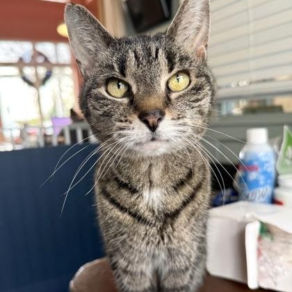 ORION , ADOPTABLE, Senior Female Domestic Short Hair.