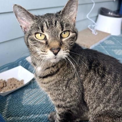 Enlarge ORION , a ADOPTABLE mixed breed in Fernandina Beach, FL image 2/3