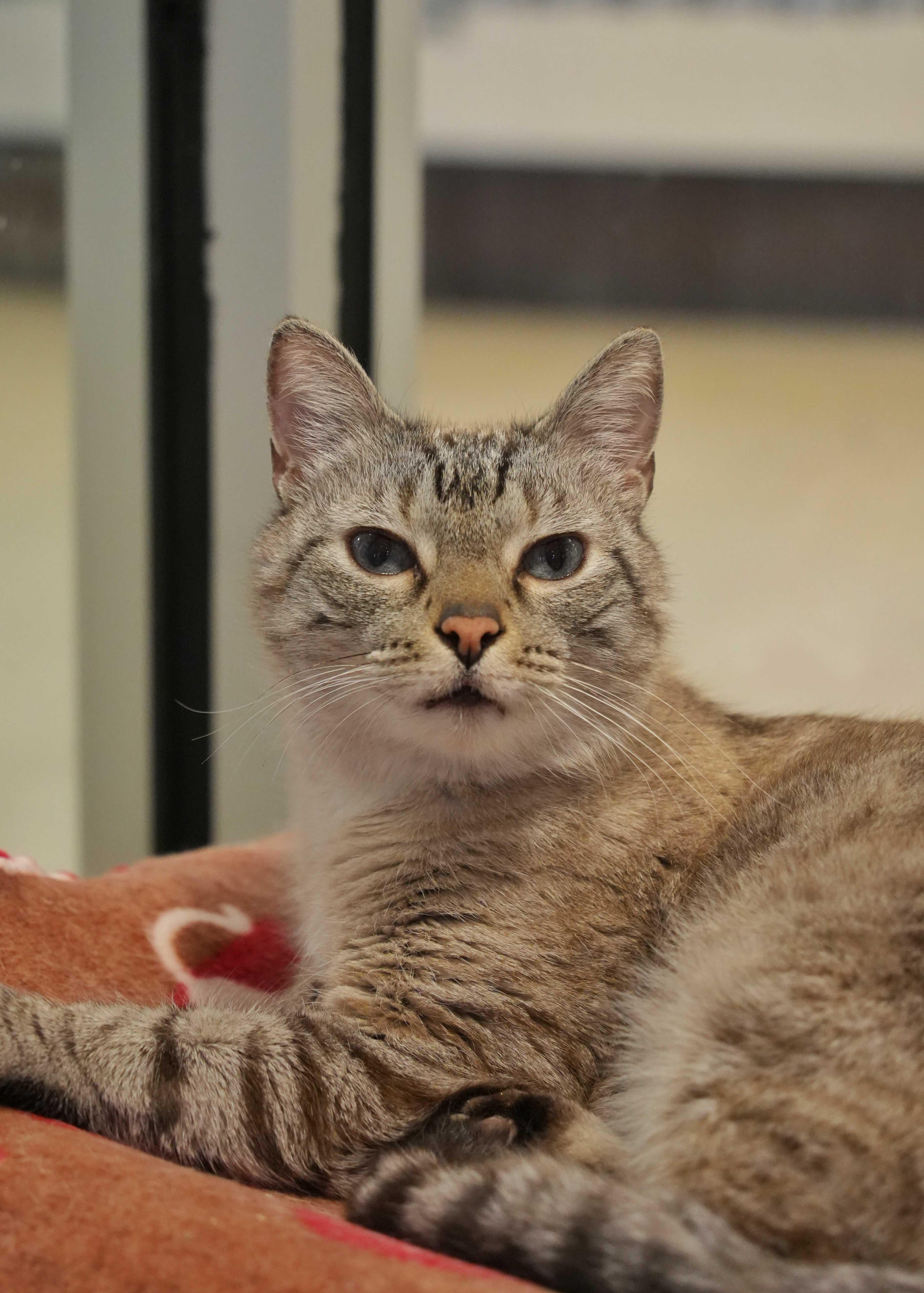 Enlarge Casper 14480, a ADOPTABLE mixed breed in Aiken, SC image 2/2