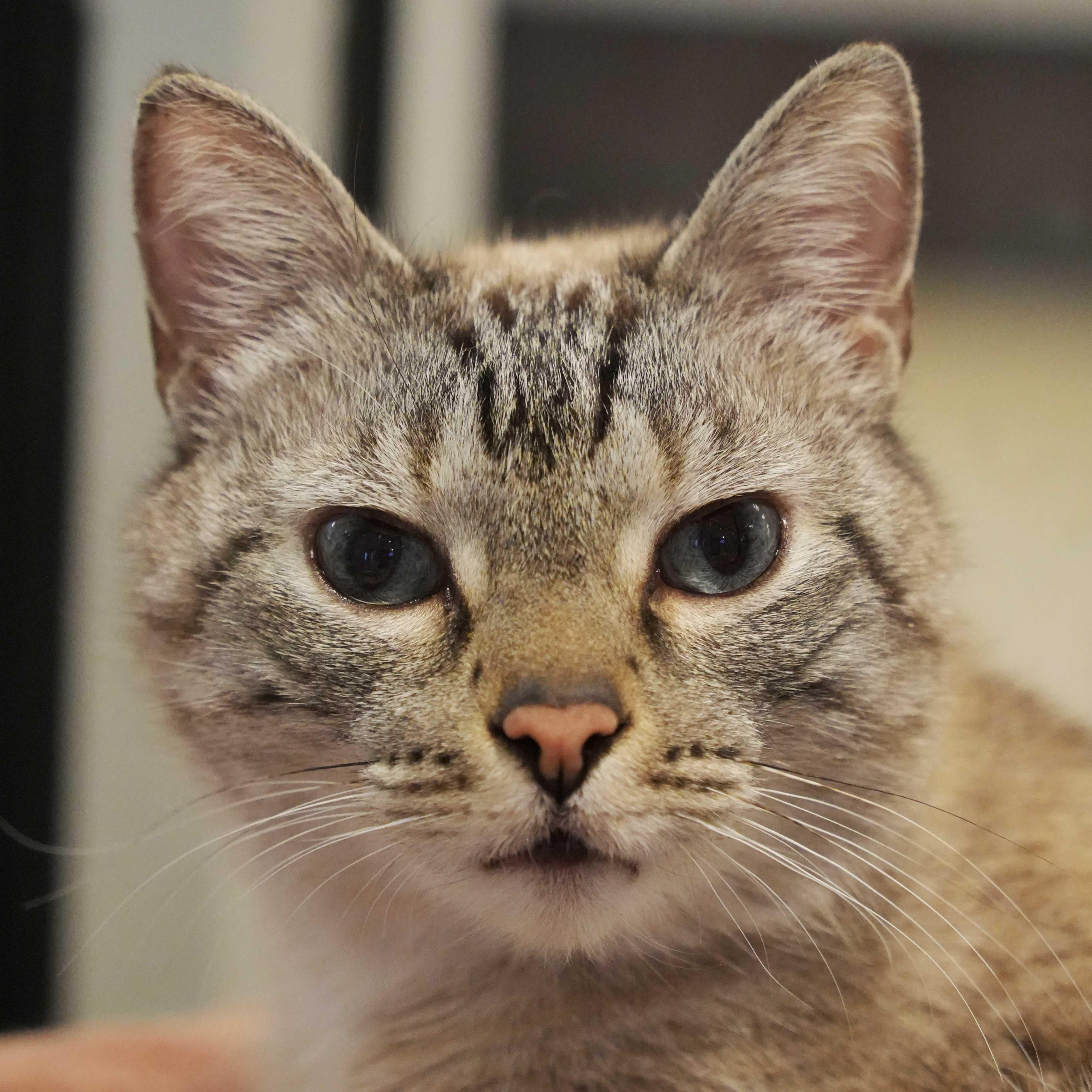 Enlarge Casper 14480, a ADOPTABLE mixed breed in Aiken, SC image 1/2