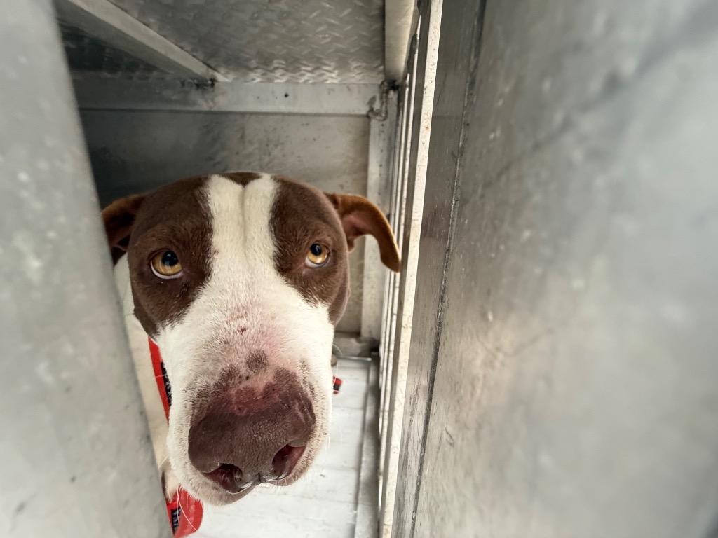 Trembles, Adoptable, Young Female Mixed Breed.