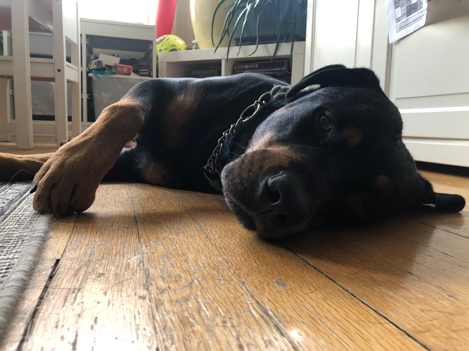 Enlarge Gunther/Gunnar, a Adopted Rottweiler in Lincoln, NE image 1/4
