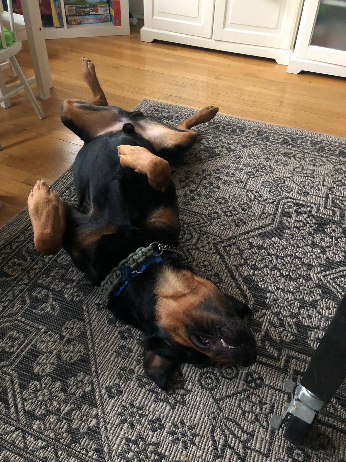 Enlarge Gunther/Gunnar, a Adopted Rottweiler in Lincoln, NE image 2/4