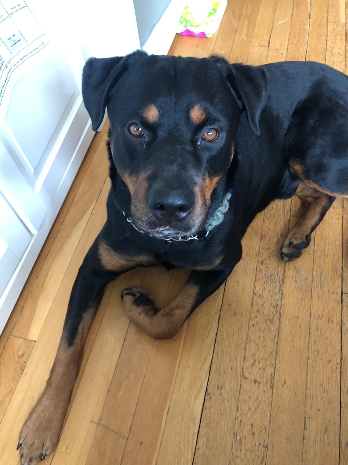 Enlarge Gunther/Gunnar, a Adopted Rottweiler in Lincoln, NE image 3/4