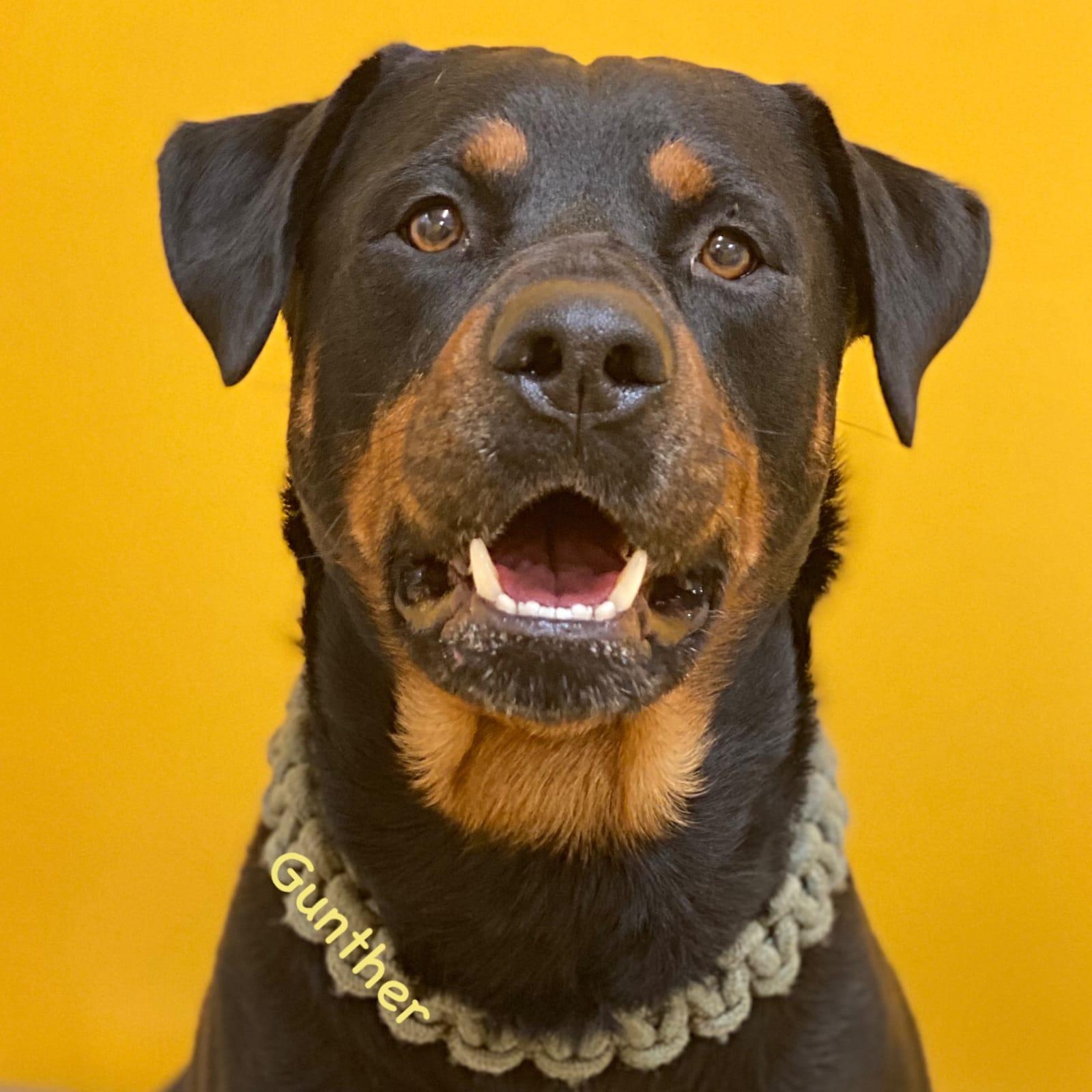 Enlarge Gunther/Gunnar, a Adopted Rottweiler in Lincoln, NE image 4/4