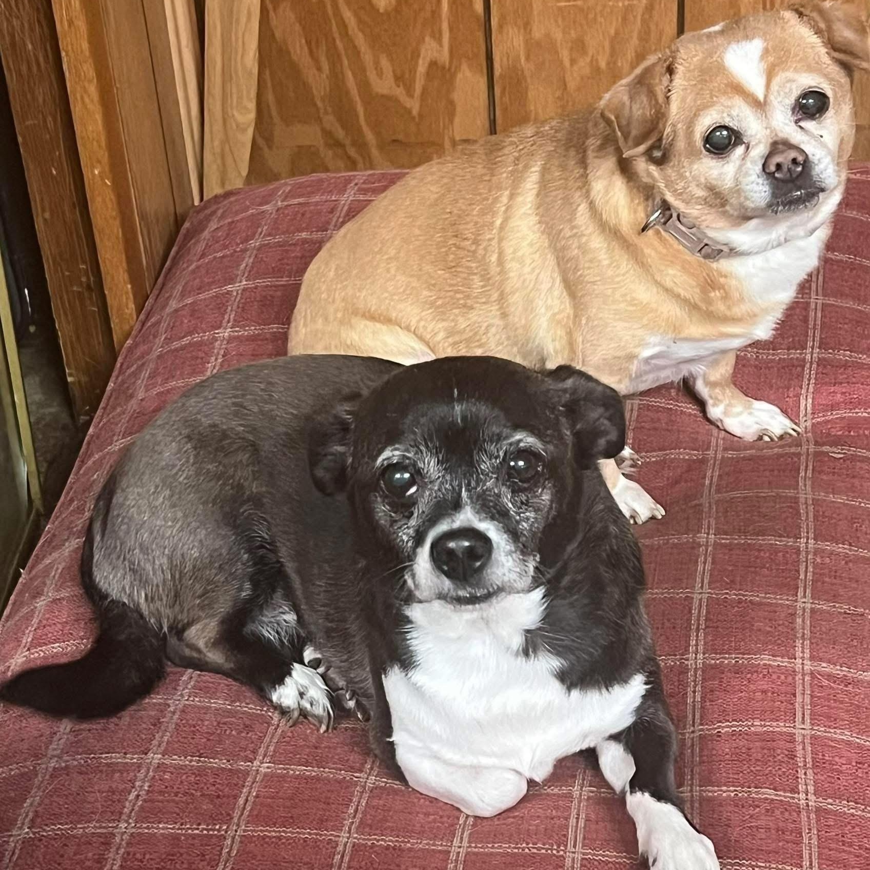 Poppy & Paisley, adopted, Senior Male Chihuahua.