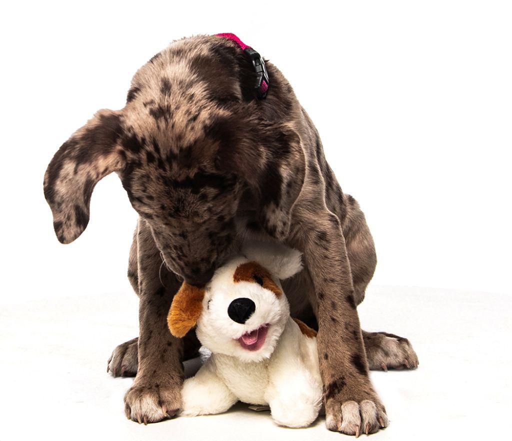 Enlarge Shae, a Adoptable mixed breed in Allentown, PA image 5/5